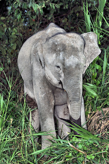 BorneoPigmyElephant_Sukau_0254 (45)_m.jpg